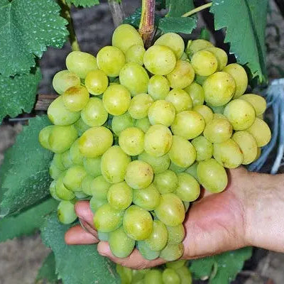 VIȚĂ DE VIE TIMPURIU DE PIETROASELE