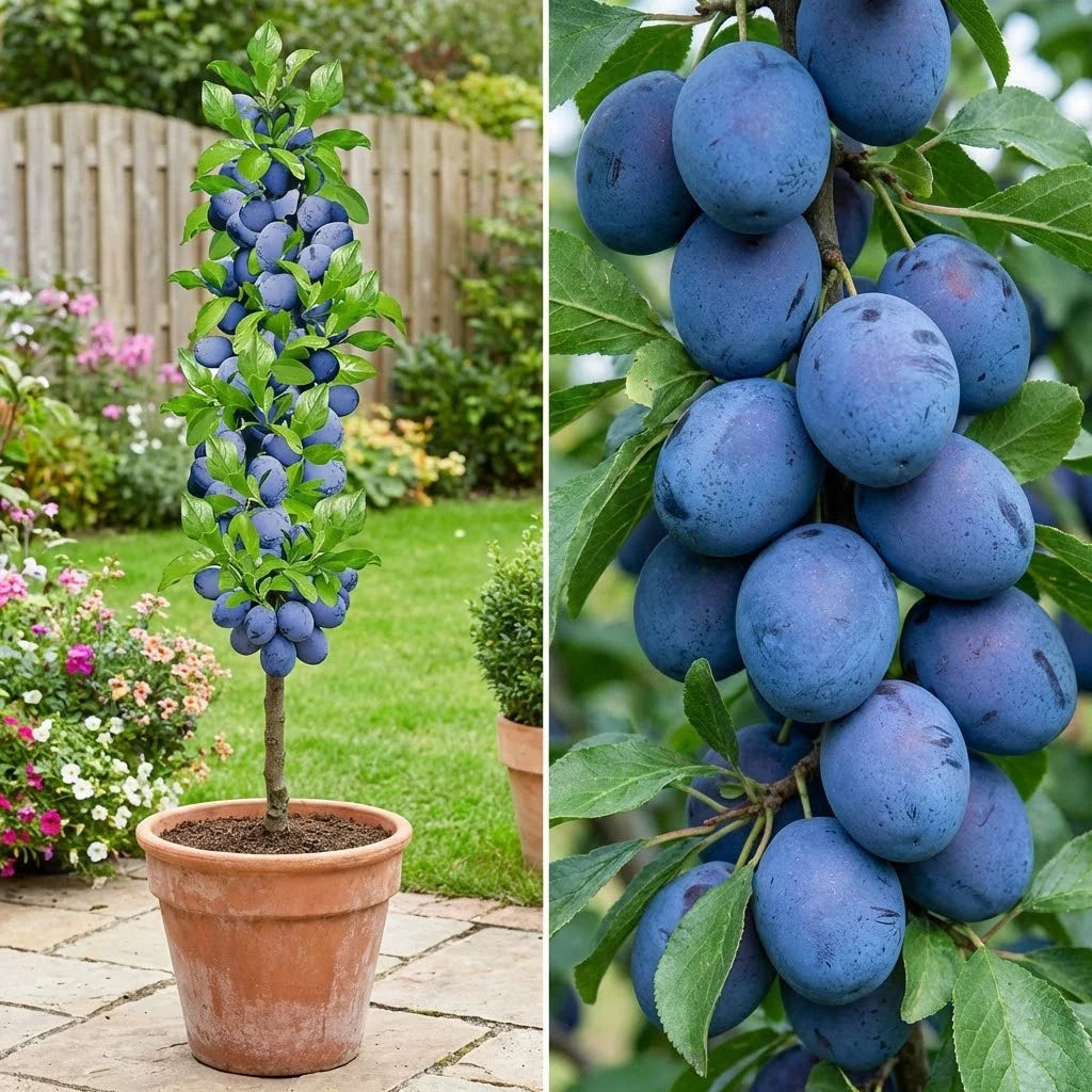 PRUN BLACK SUN - POM FRUCTIFER COLUMNAR