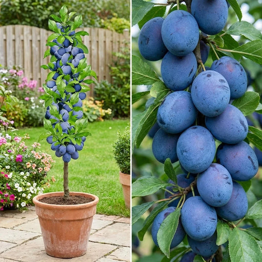 PRUN BLACK SUN - POM FRUCTIFER COLUMNAR