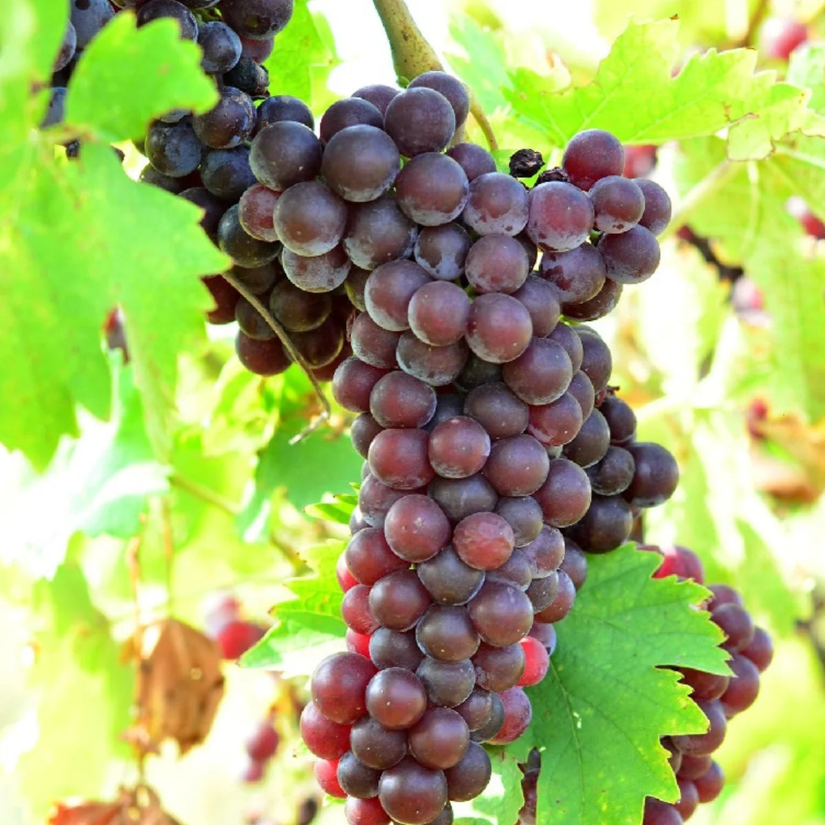 VITĂ DE VIE BUSUIOACĂ - SOI PENTRU VIN