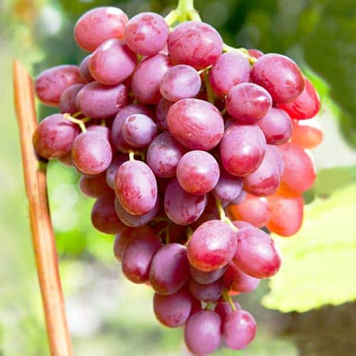 VITĂ DE VIE FRAGĂ - SOI PENTRU VIN