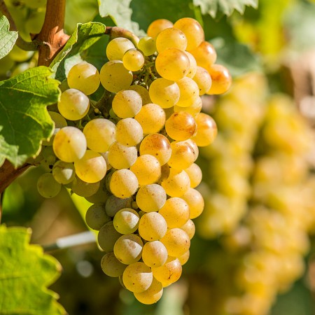 VITĂ DE VIE RIESLING ITALIAN - SOI PENTRU VIN