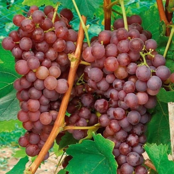 VIȚĂ DE VIE DĂNICĂ