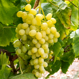 VIȚĂ DE VIE SUBLIMA SEEDLESS