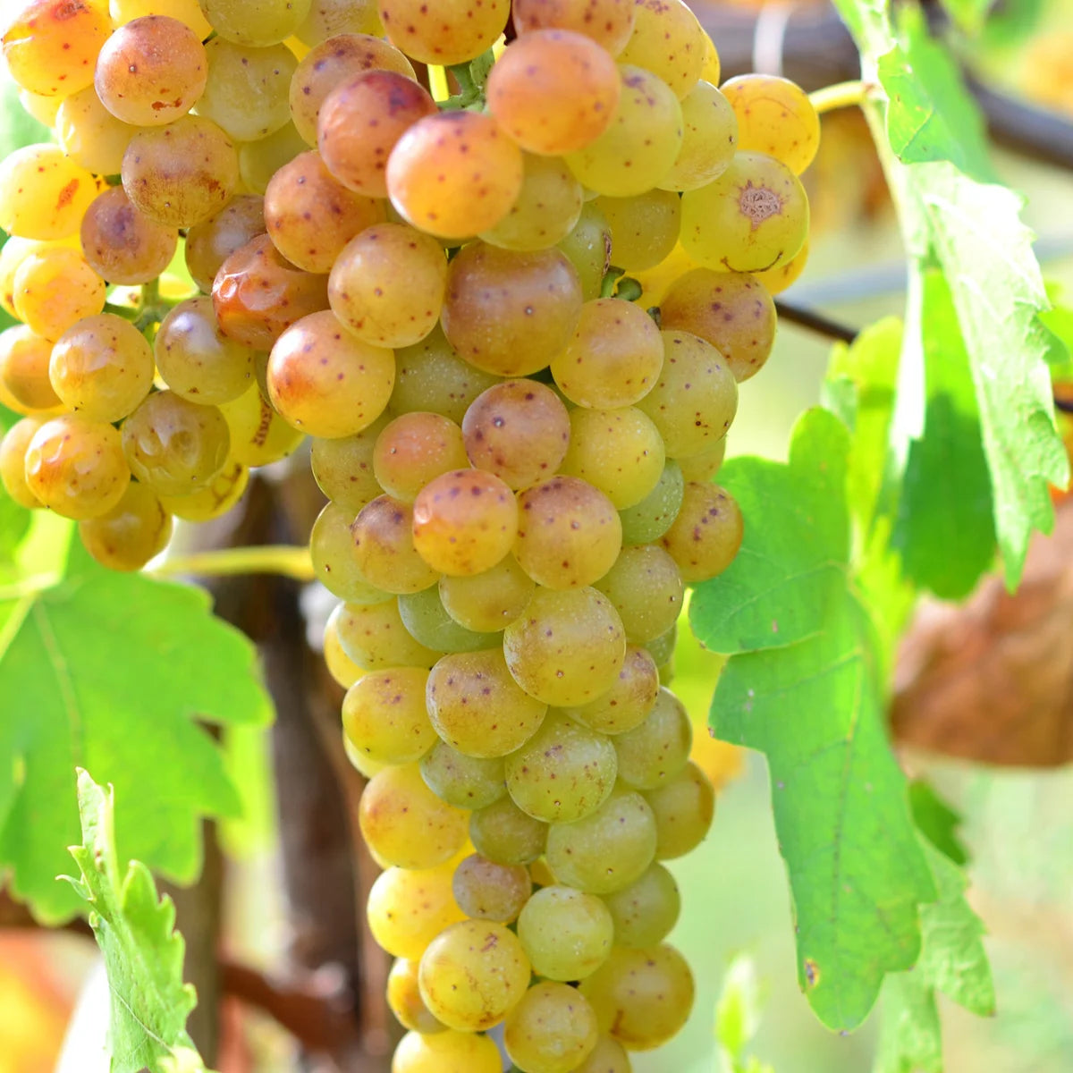 VITĂ DE VIE TAMÂIOASĂ ROMÂNEASCĂ - SOI PENTRU VIN