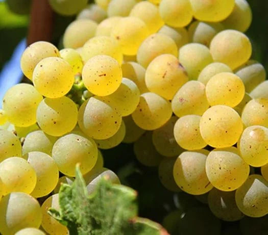 VITĂ DE VIE TAMÂIOASĂ ROMÂNEASCĂ - SOI PENTRU VIN