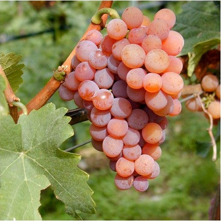 VITĂ DE VIE TRAMINER ROZ - SOI PENTRU VIN